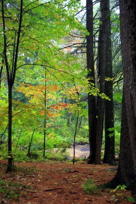 Few trees have changed color, Maine