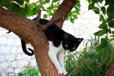 Dubrovnik cats