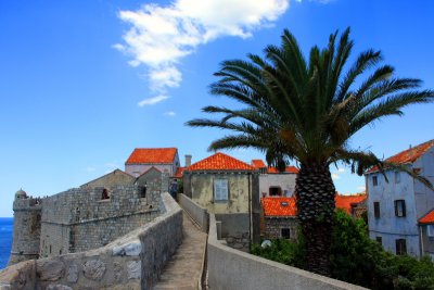 Walls of Dubrovnik Old Town with a palm tree