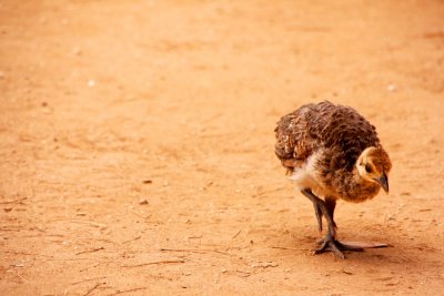 Baby peacock, Lokrum Island