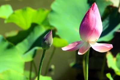 Lotus in Bloom, Chicago Botanic Garden
