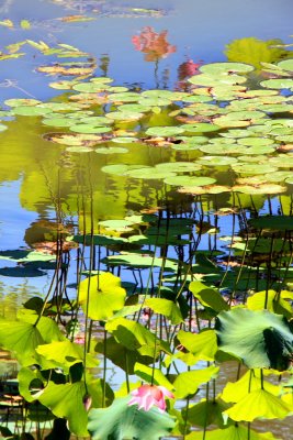 Water Lillies, Monet photo, Chicago Botanic Garden