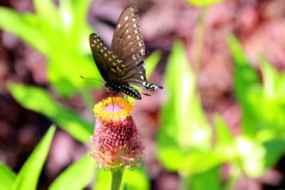 Butterfly, Chicago Botanic Garden