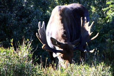 Grand Teton National Park, Wyoming - Moose at Moose Junction
