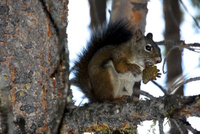 Grand Teton National Park, Wyoming - squirrel