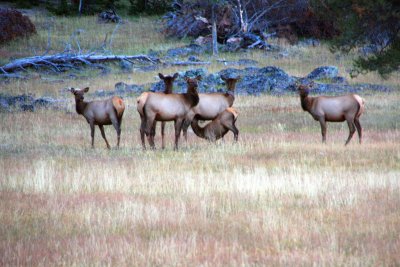 Elk at Dawn, West Entrance - Yellowstone National Park