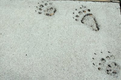 Bear marks? - Yellowstone National Park