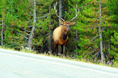 Elk on the road - Yellowstone National Park