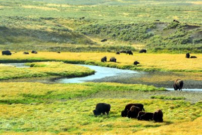 Bison in Hayden Valley - Yellowstone National Park