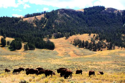 Bison in Lamar Valley  - Yellowstone National Park