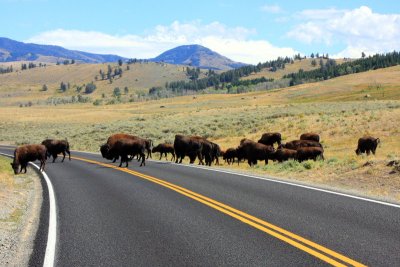 Bison in traffic  - Yellowstone National Park