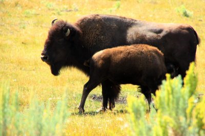 Feeding Bison  - Yellowstone National Park