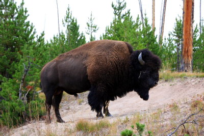 Bison near Norris - Yellowstone National Park