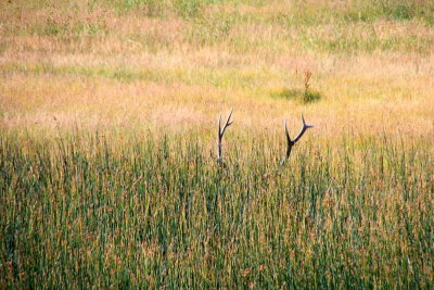 Elk Antlers, Hayden Valley - Yellowstone National Park