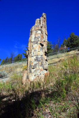 Petrified Tree, North Loop (15 million years old) - Yellowstone National Park