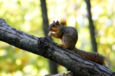 Squirrel in Morton Arboretum