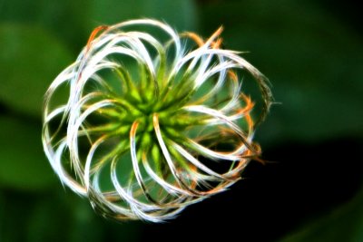 Morton Arboretum