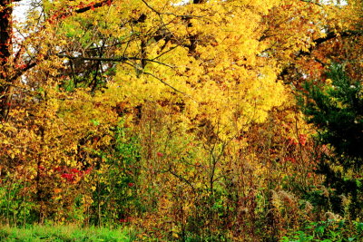 Rock Cut State Park, Illinois - Fall colors