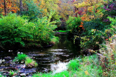 Rock Cut State Park, Illinois - Creek through the thicket