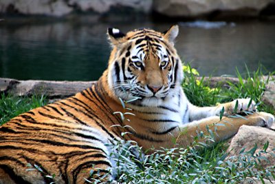 Philadelphia zoo - Amur Tiger