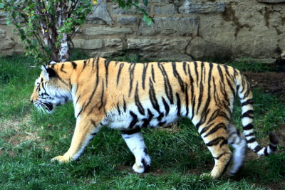 Philadelphia zoo - Amur Tiger