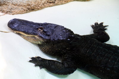 Philadelphia zoo - Crocodile