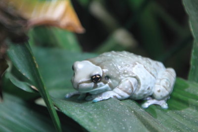 Philadelphia zoo - Amazon Milk Frog