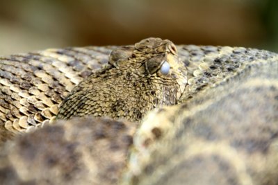 Philadelphia zoo - Western Diamondback Rattlesnake