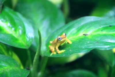 Philadelphia zoo - Frog