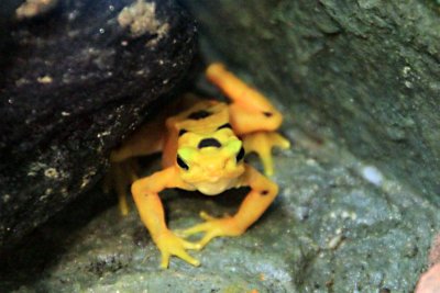 Philadelphia zoo - Panamanian Golden Frog