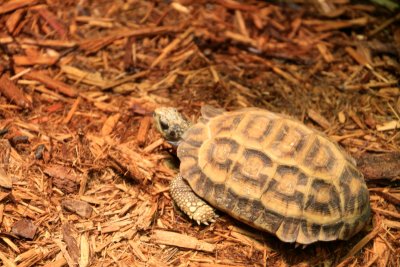 Philadelphia zoo - Flat tailed spider tortoise