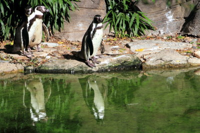 Philadelphia zoo - Naked Penguins