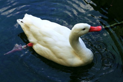 Philadelphia zoo - Coscoroba Swan