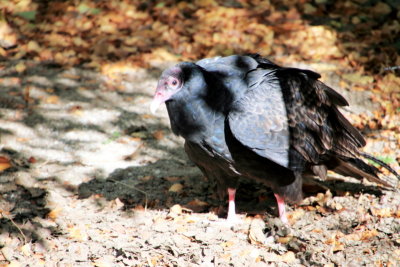 Philadelphia zoo - Vulture