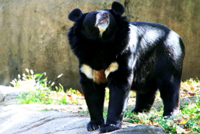 Philadelphia zoo - Bear