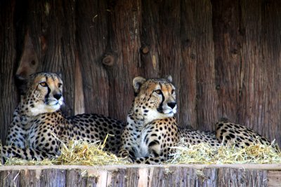 Philadelphia zoo - Cheetahs resting