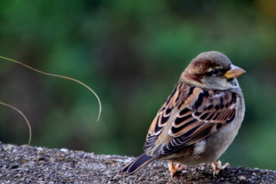 Philadelphia zoo - Sparrow
