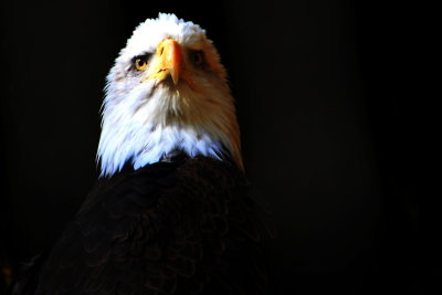 Philadelphia zoo - America's National Bird - the Bald Eagle