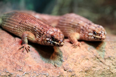 Philadelphia zoo - Hosmer's Skink