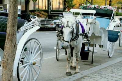 Philadelphia - Center City carriage rides