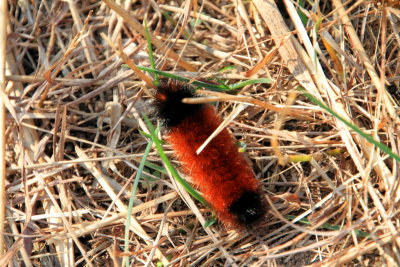 Prophetstown State Park, IN