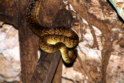 Jamaican Yellow snake, Green Grotto Caves, Runaway Bay, Jamaica