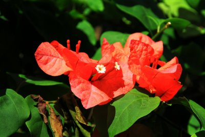 Jamaican flora