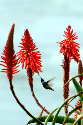 Hummingbird, Laguna beach, California