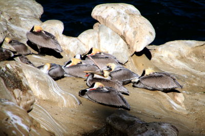 Birds nest, La Jolla, California