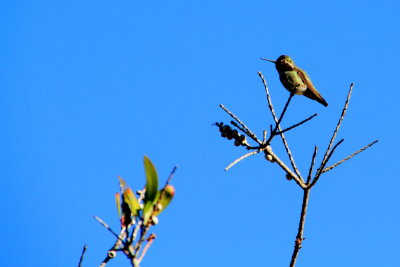 Bird on a branch, La Jolla, California