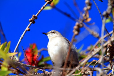 Bird on a branch, La Jolla, California