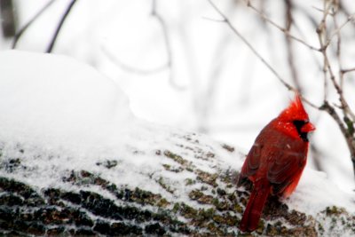 Northern Cardinal, Chicago, IL