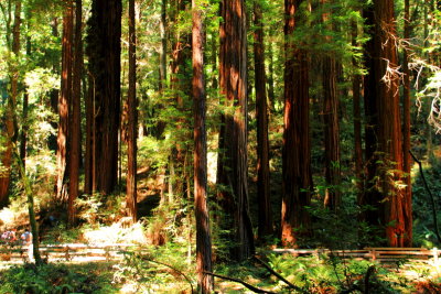 Muir Woods National Monument, California