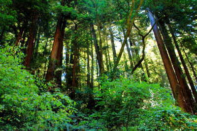 Muir Woods National Monument, California